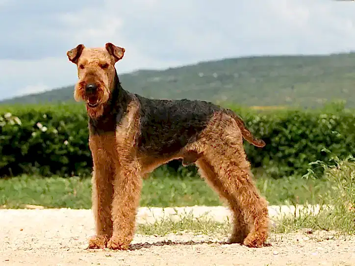 Airedale Terrier Köpek Eğitimi