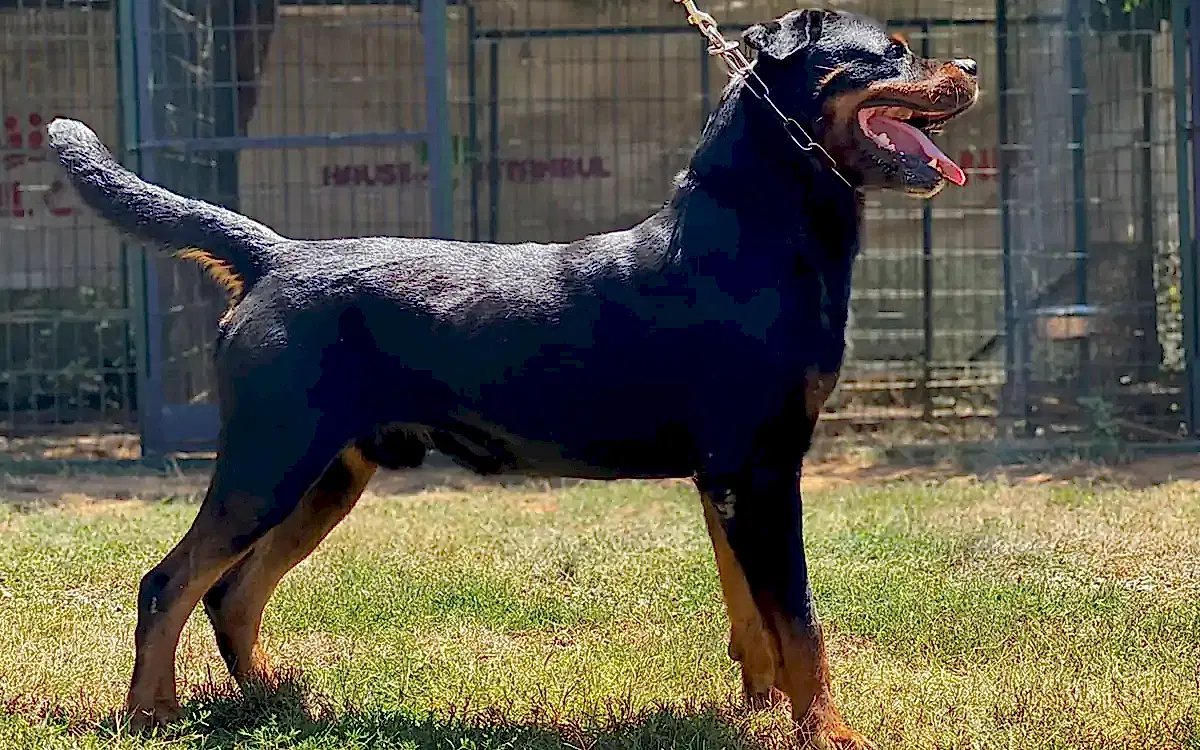 Ateş Vom Goldenhorn