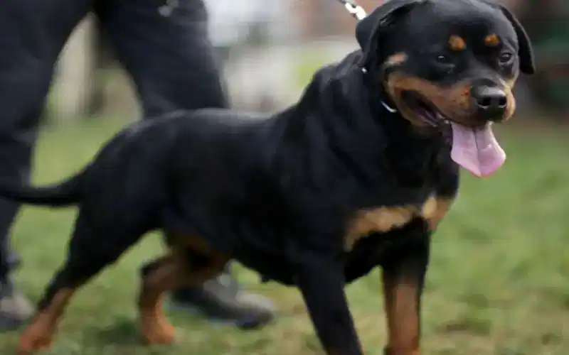 BETTY HAUSE OF İSTANBUL