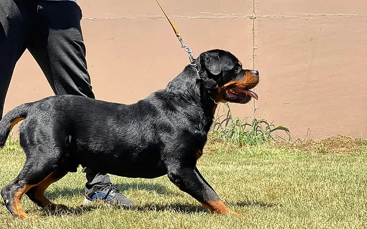 BRANDO vom Entferntland