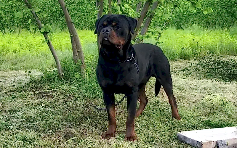 Cool Hause of İstanbul