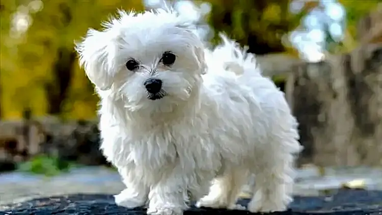 Fino Köpek Eğitimi Sizce Her Komutu Dinlermi