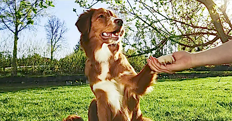 Köpek Eğitimi Metotları İlk Adımlar ve İpuçları