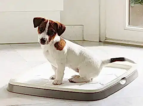 Köpek Eğitimi Tuvalet