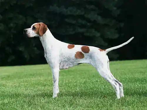 Pointer Köpek Eğitimi Nasıl Veriliyor?