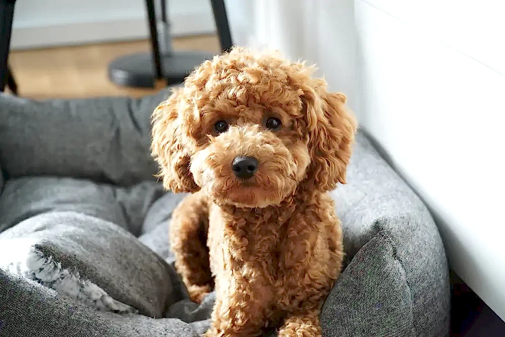 Toy Poodle Yavru ve Bakimi