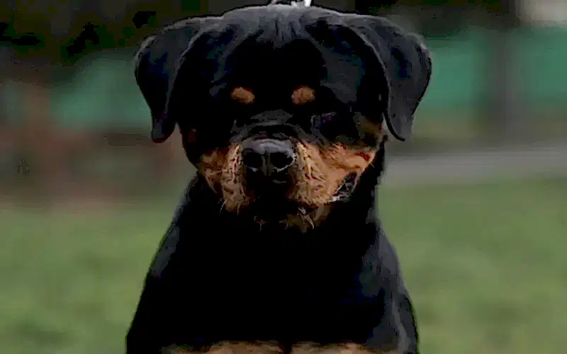 Ursa Vom Hause Edelstein 