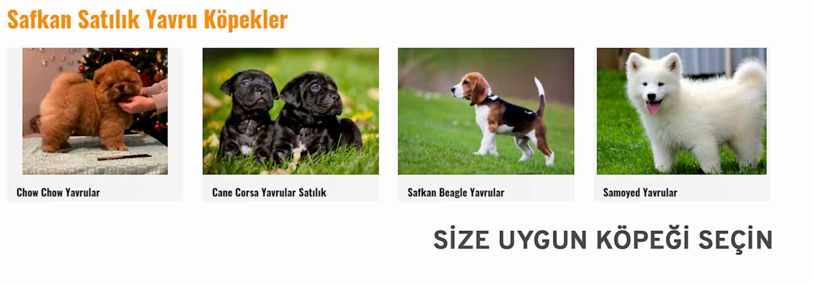  satilik yavru köpek