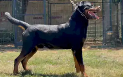 Ateş Vom Goldenhorn