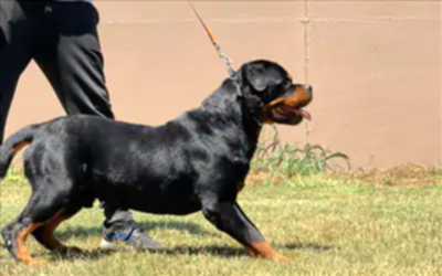 BRANDO vom Entferntland