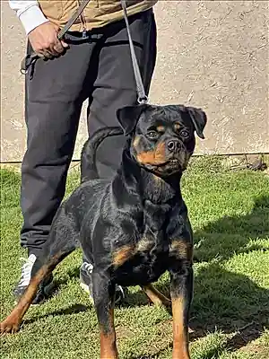 CICI HAUSE OF ISTANBUL