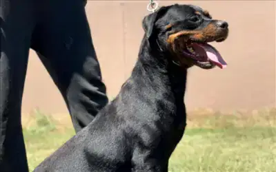 PONİ HAUSE OF İSTANBUL