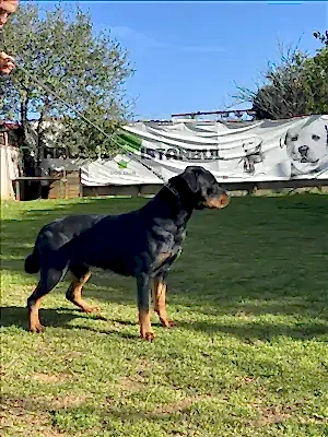 TANYA HAUSE OF ISTANBUL