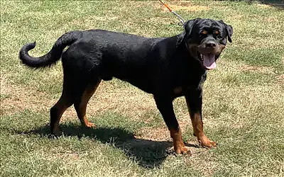 Tesla Hause Of İstanbul