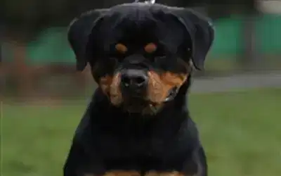 Ursa Vom Hause Edelstein 